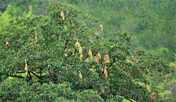 云南省文化和旅游厅