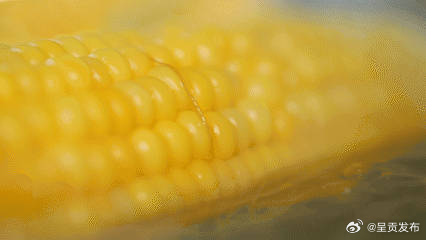 吃玉米别忘了啃这个地方 