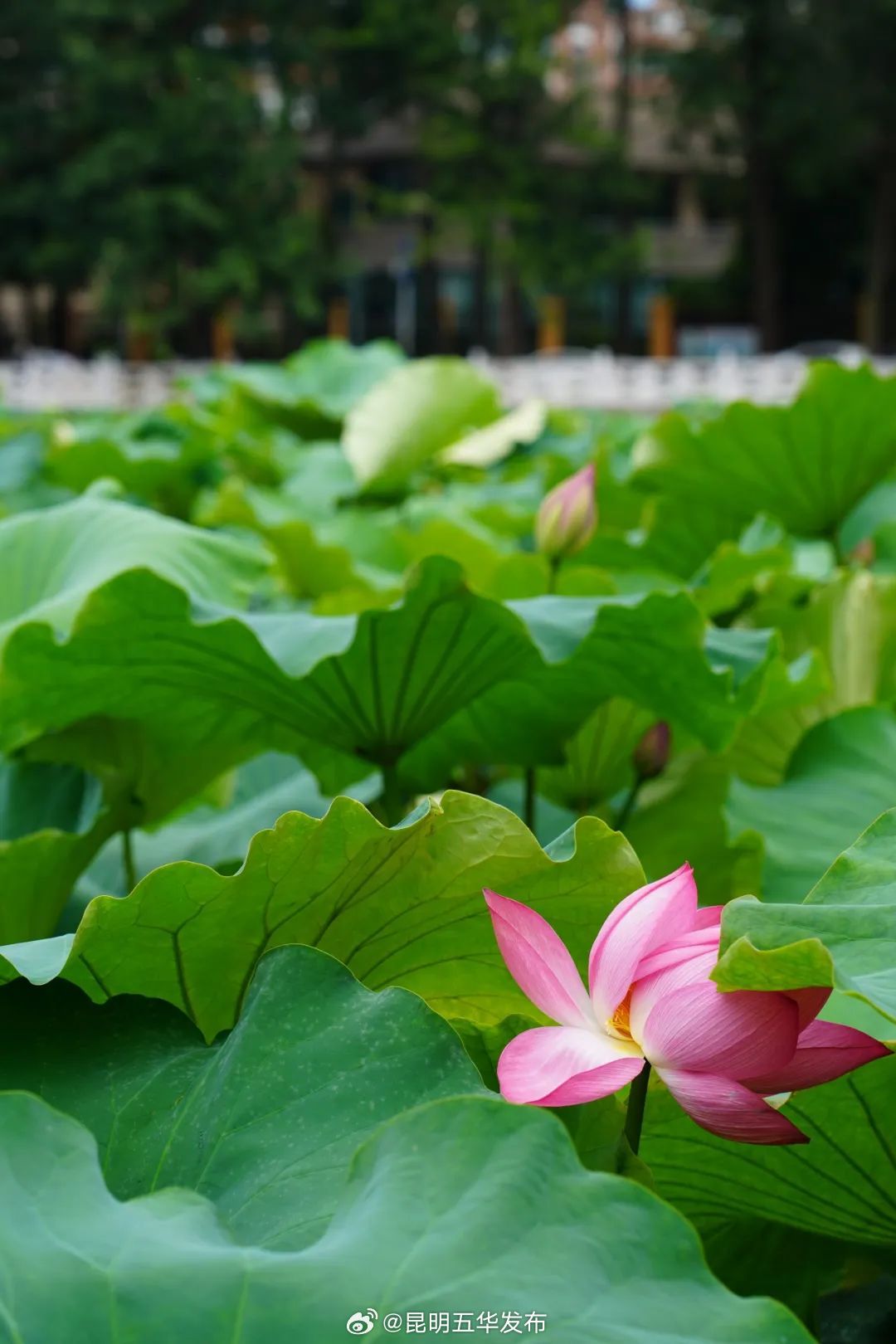 昆明五华发布