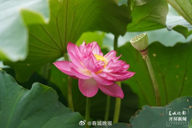春城晚报
