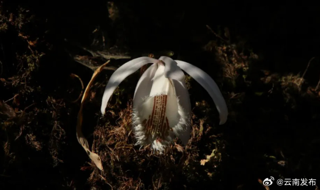 新纪录！哀牢山楚雄州辖区发现国家二级重点保护植物白花独蒜兰