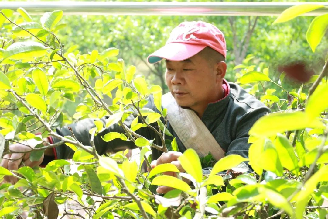 南涧党建彝乡先锋