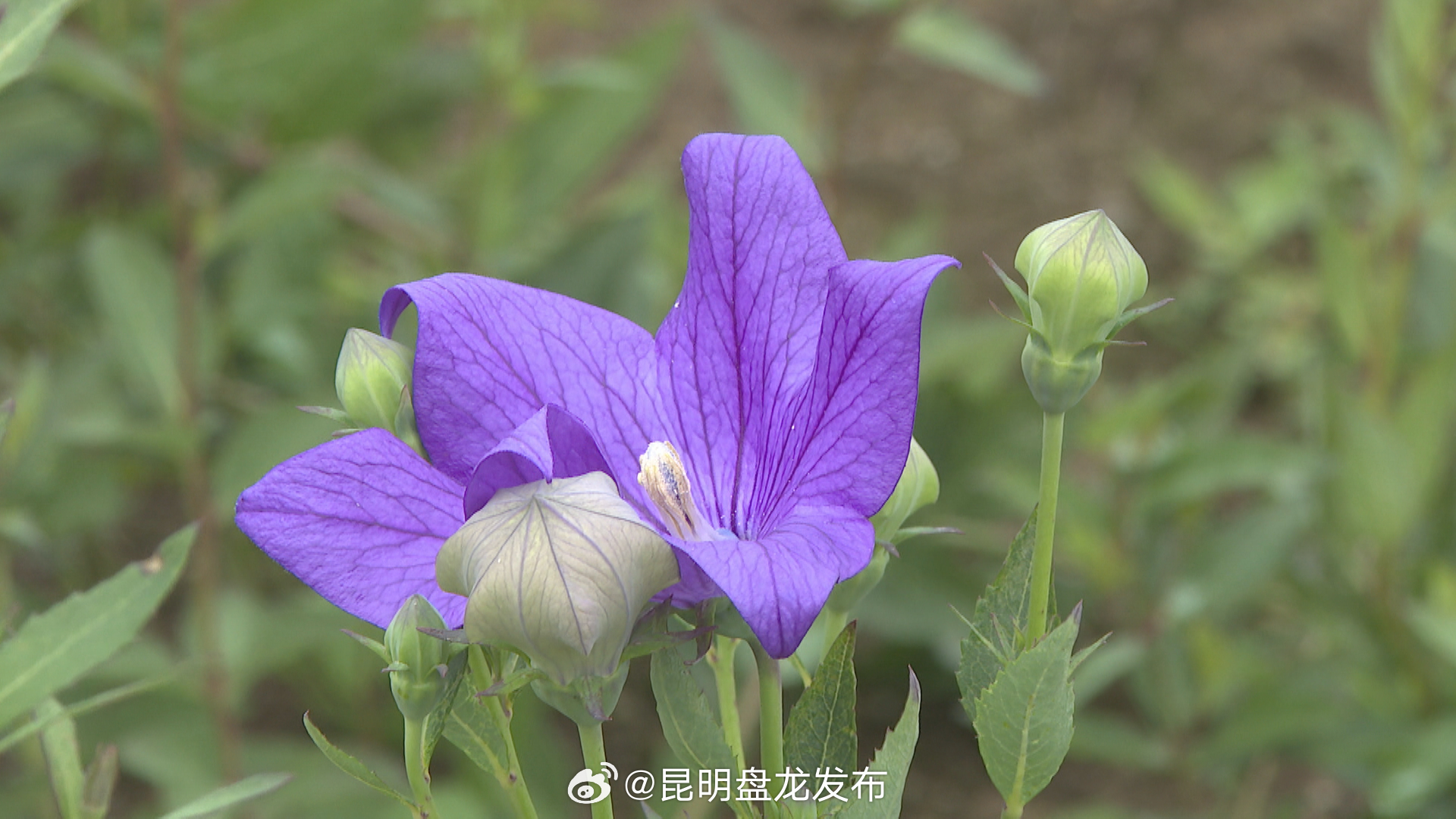 大力发展中药材种植 拓宽增收致富渠道