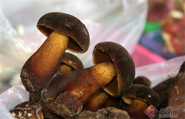 云南省文化和旅游厅