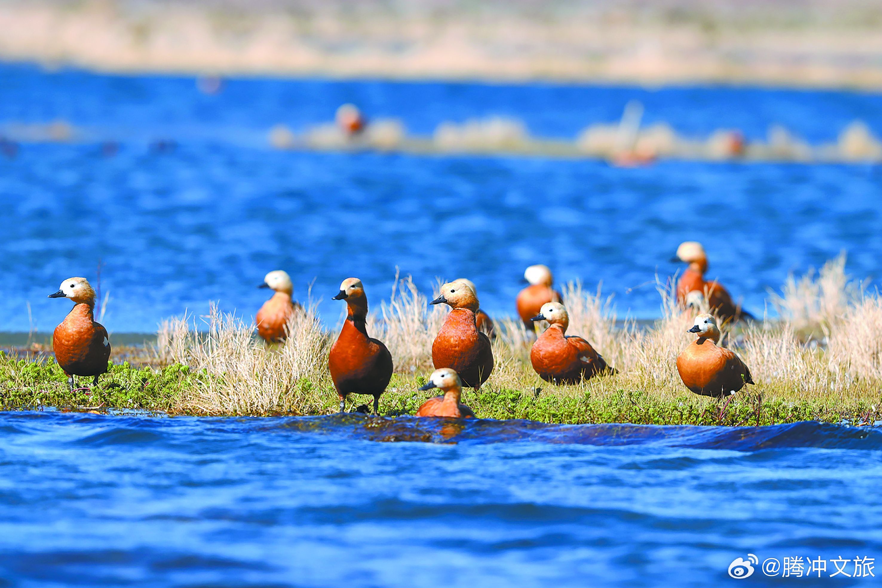 腾冲北海湿地：鸟的乐园