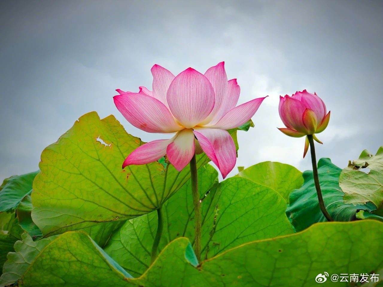云南发布
