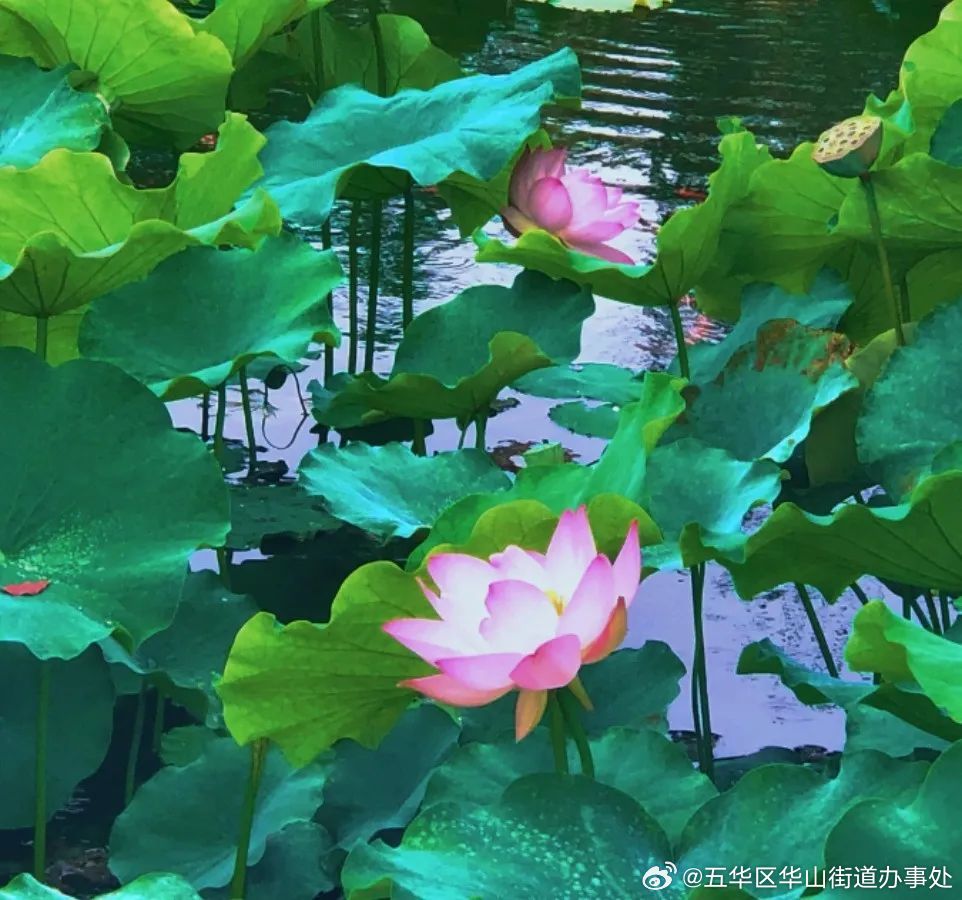 五华区华山街道办事处