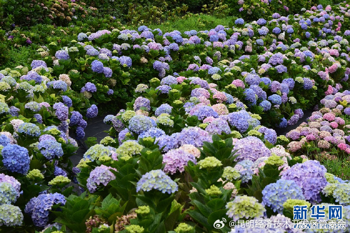 昆明阳宗海：深耕花卉“中国芯” 昔日荒坡变“花海”