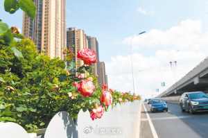 月季盛放 昆明二环变“花环”