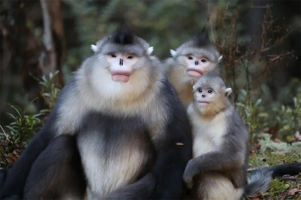 云南省文化和旅游厅
