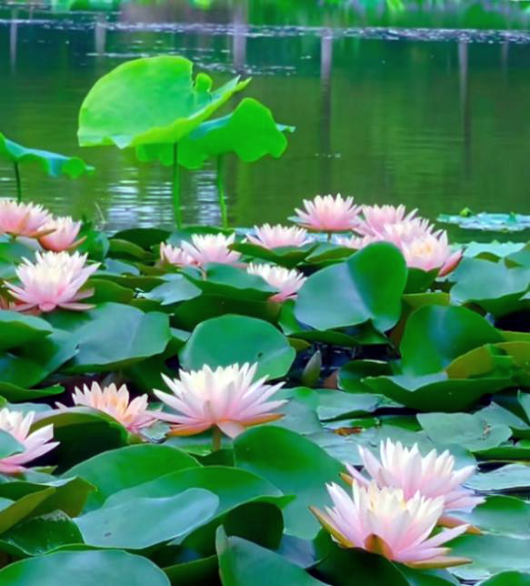 昆明国家高新区发布