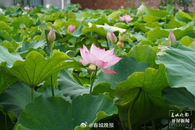 春城晚报