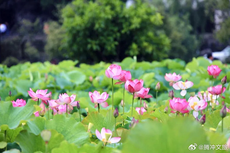 腾冲文旅