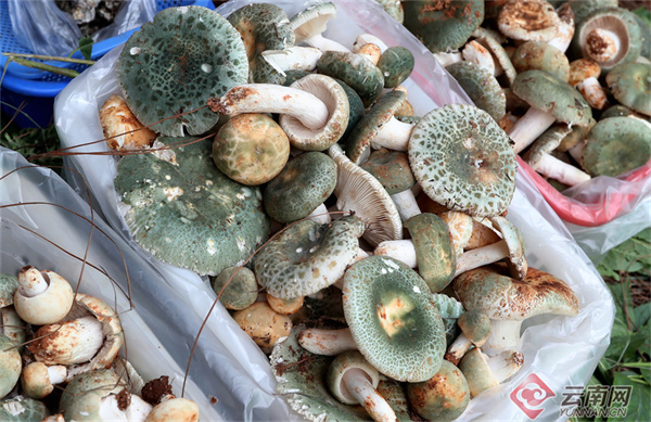 云南省文化和旅游厅