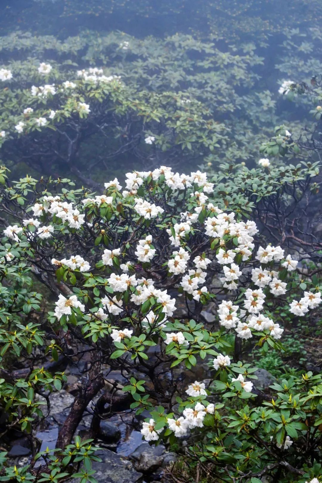 云南省文化和旅游厅