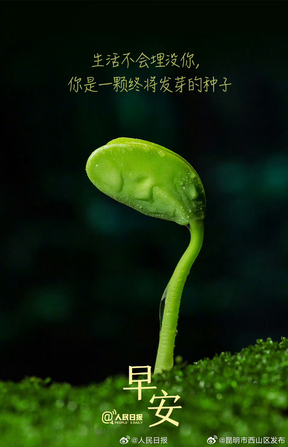 生活不会埋没你，你是一颗终将发芽的种子