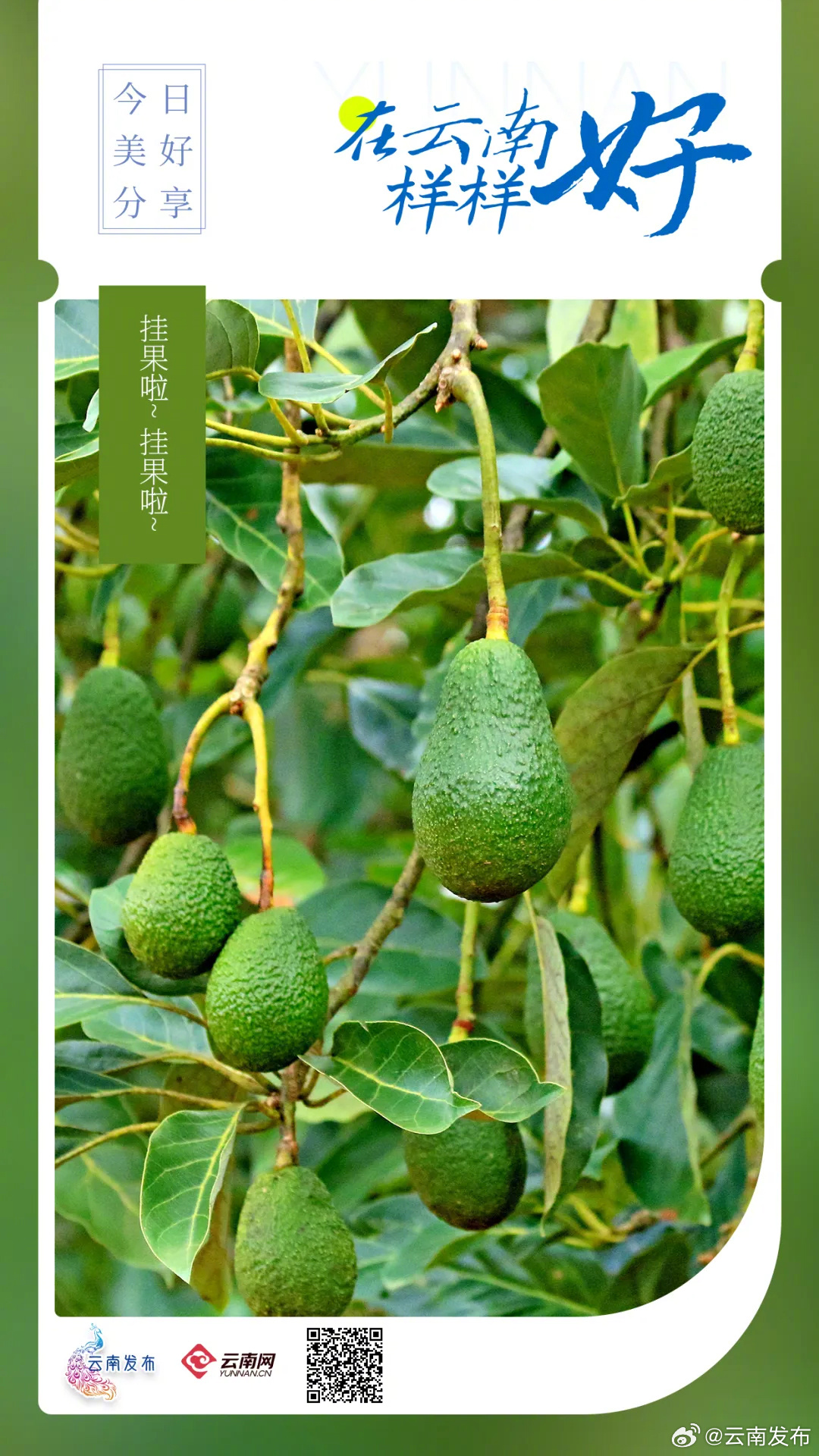 挂果啦~挂果啦~