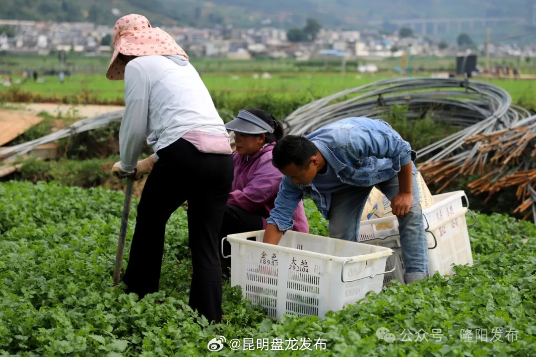 昆明盘龙发布