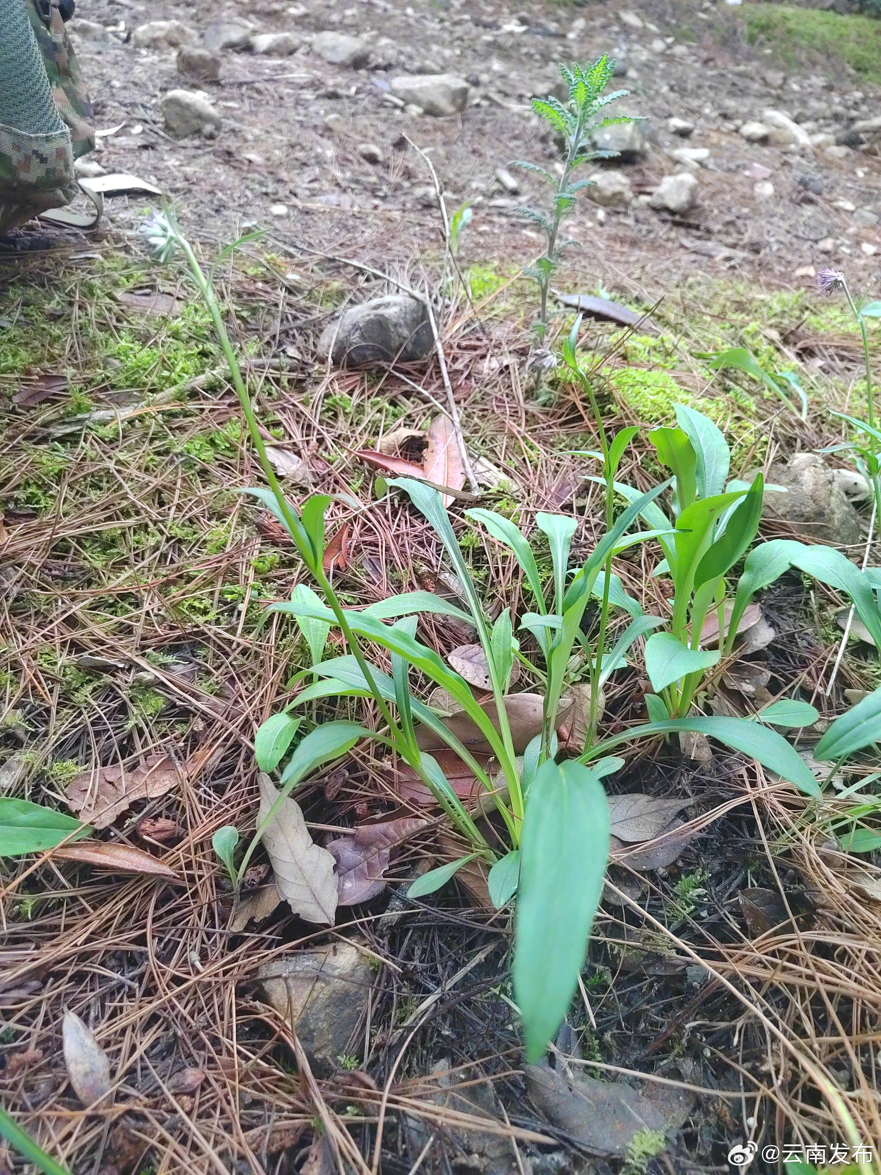 云南大理鸡足山发现国家二级重点保护植物甘松
