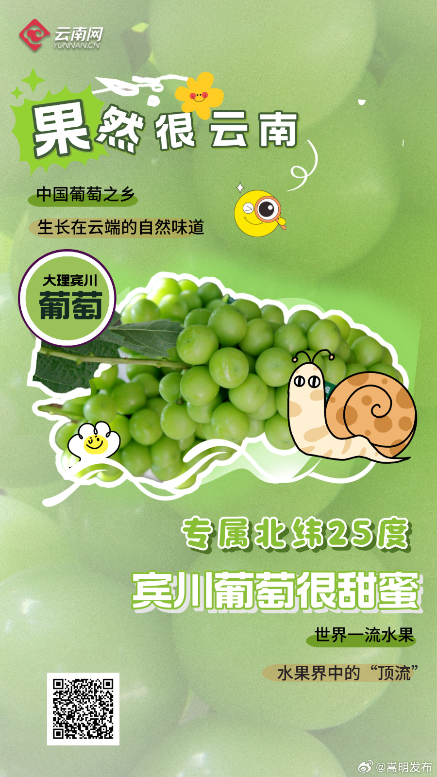 “果”然很云南丨专属北纬25度 大理宾川葡萄很甜蜜