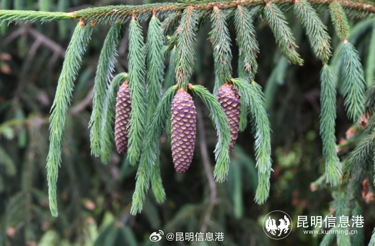 昆明信息港微博