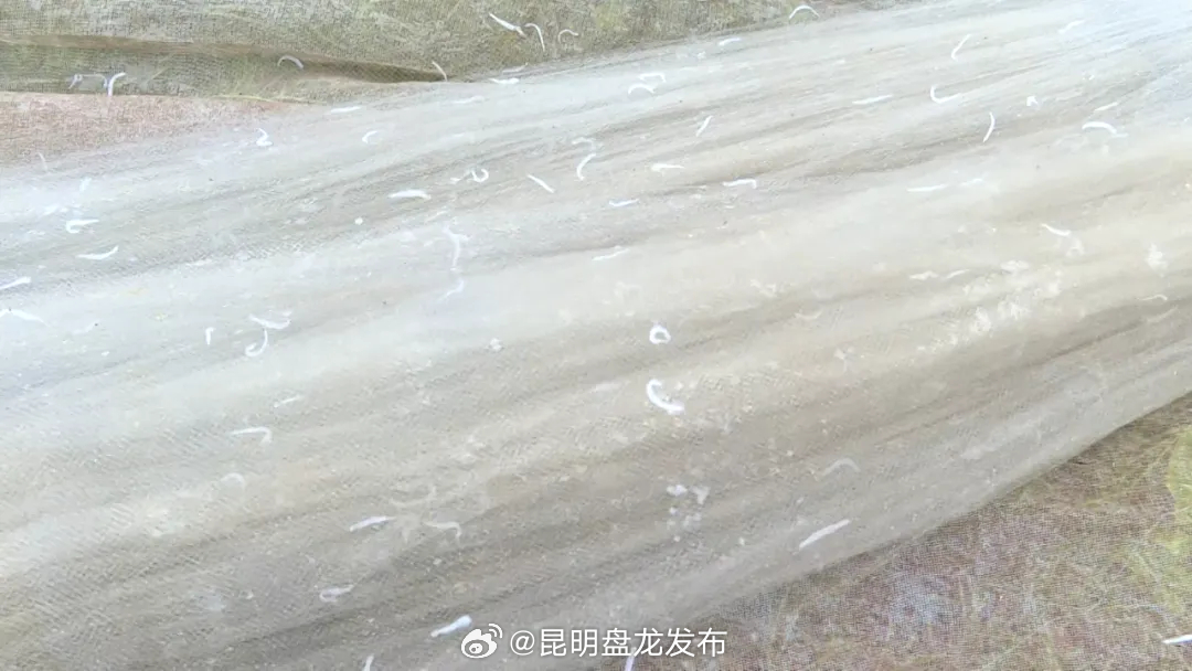 抚仙湖开湖捕鱼啦！