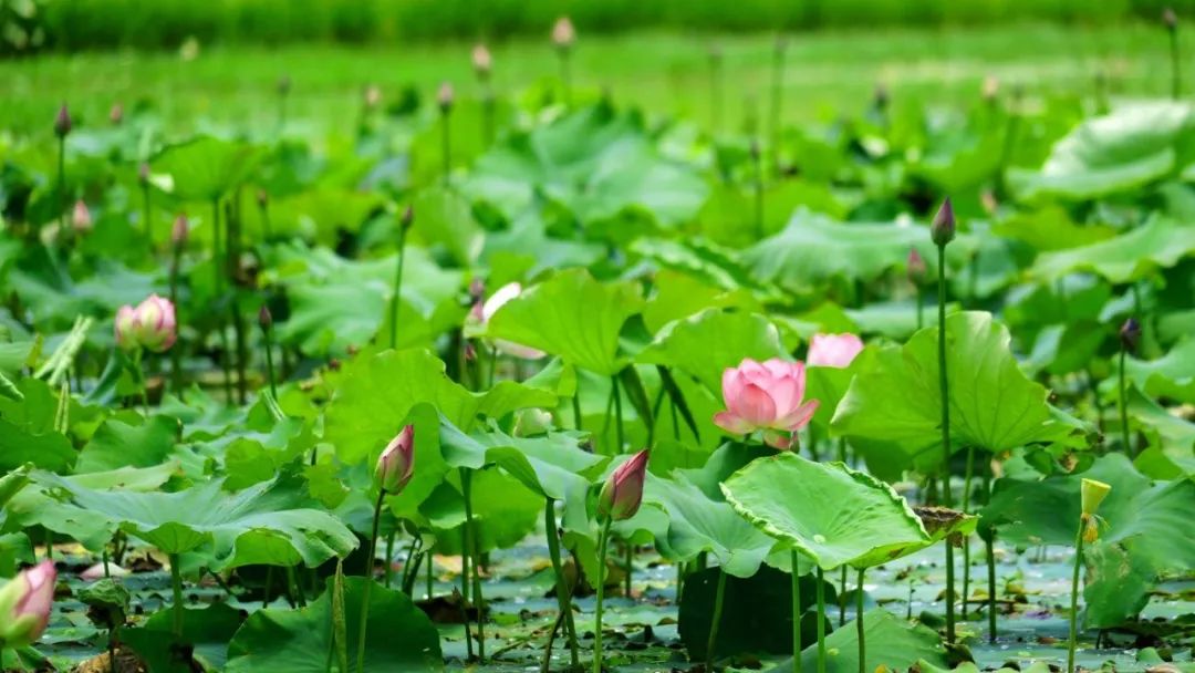 云南省文化和旅游厅