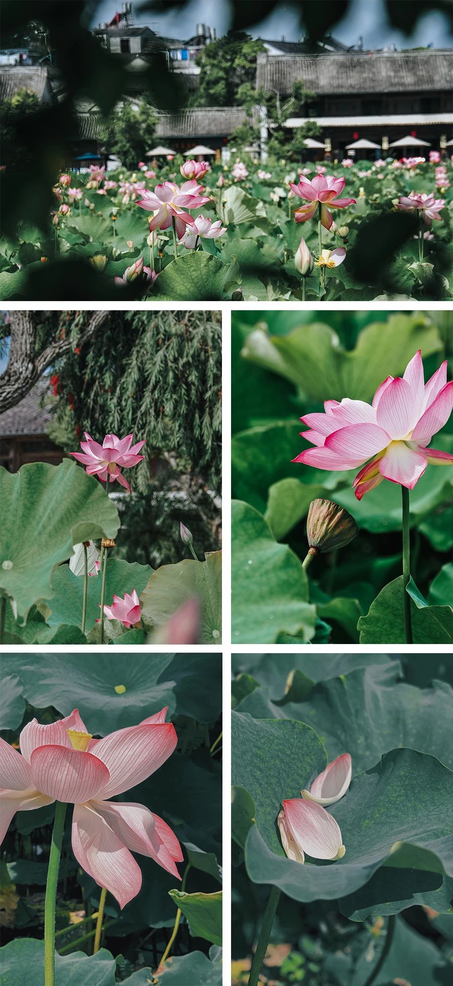 云南省文化和旅游厅