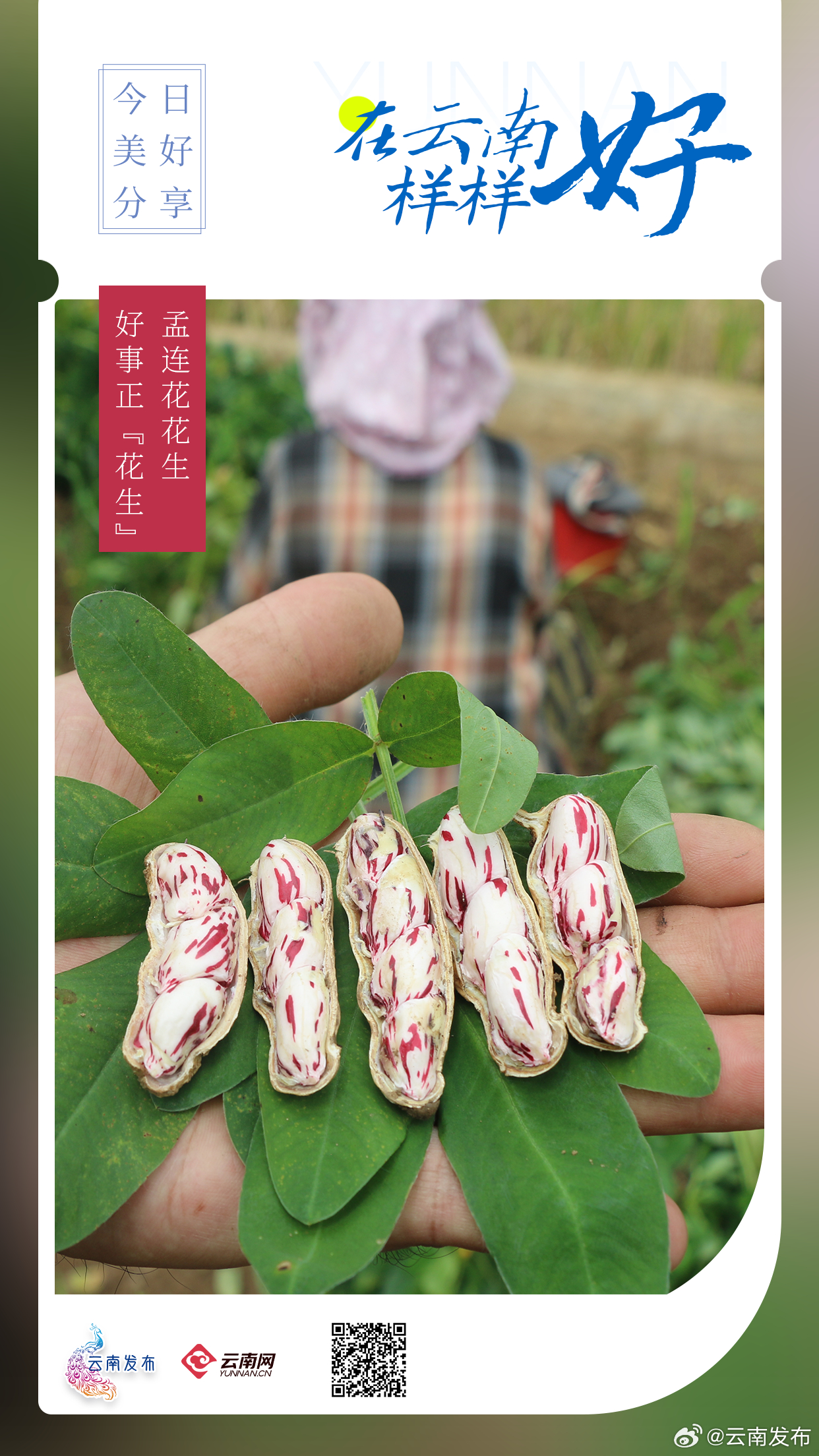 你吃过云南孟连花花生吗？