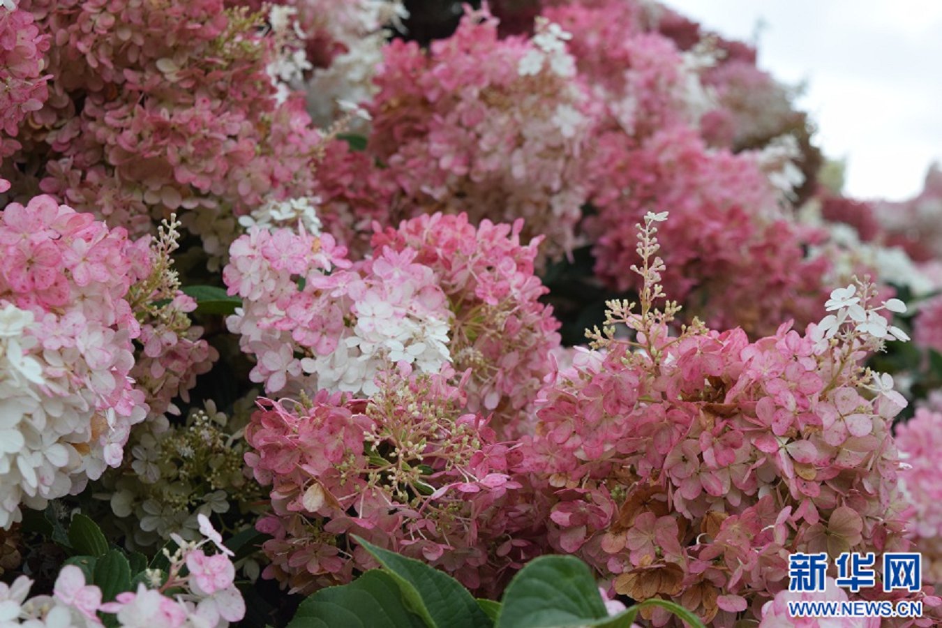 云南省文化和旅游厅