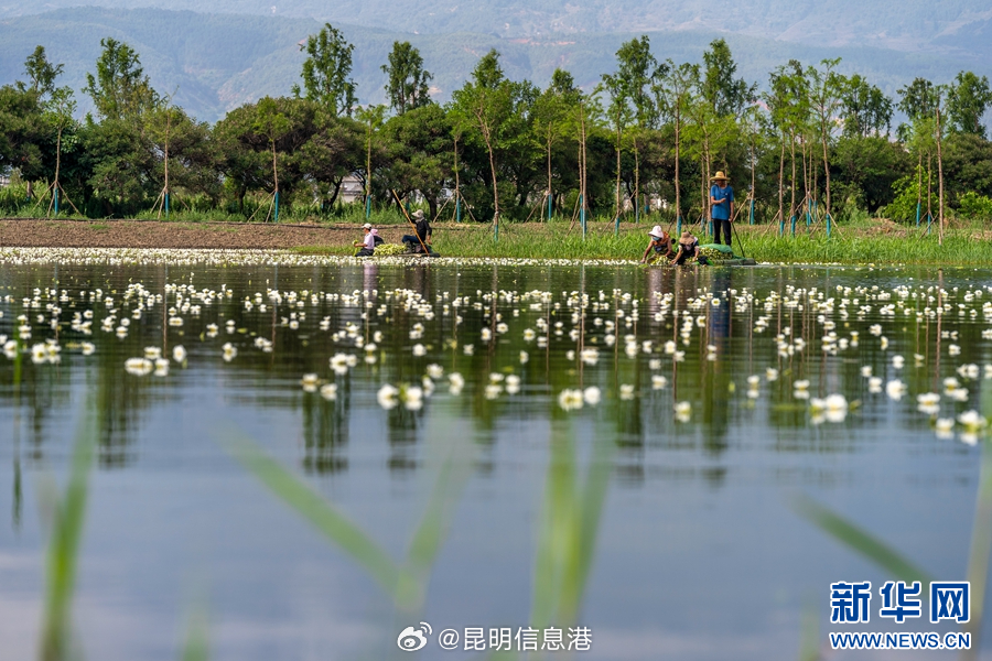 昆明信息港微博