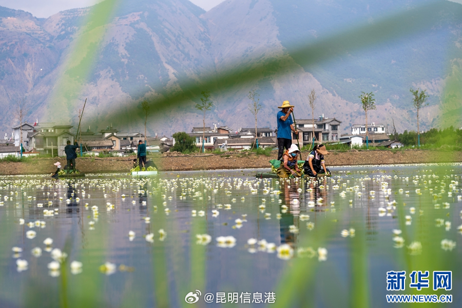 昆明信息港微博