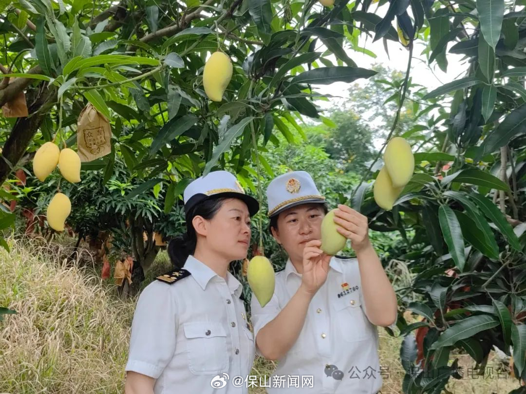 保山芒果首次出口哈萨克斯坦