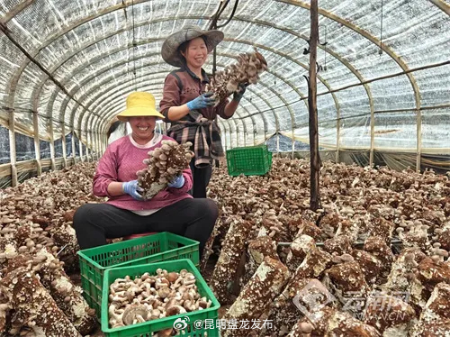 马龙纳章镇奏响乡村振兴协奏曲