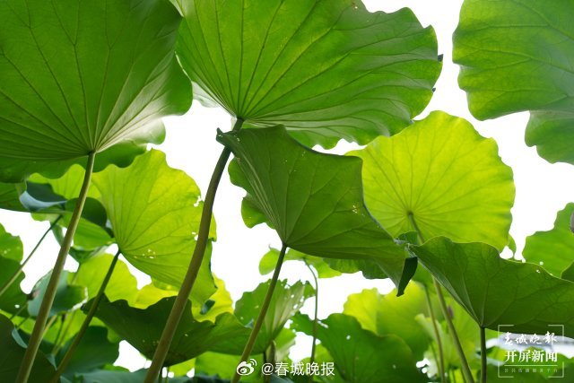 春城晚报