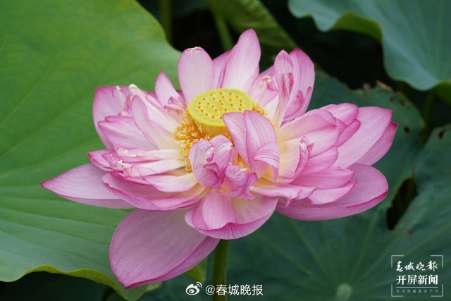 春城晚报
