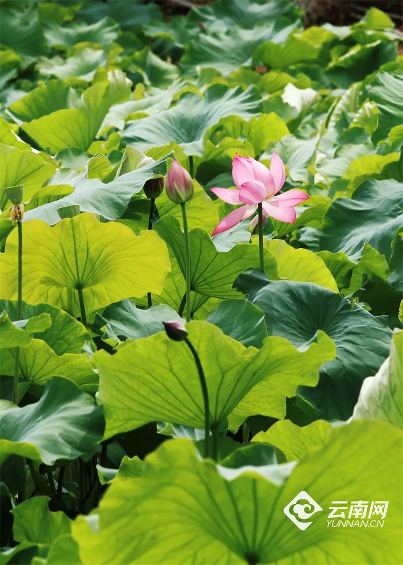 云南省文化和旅游厅