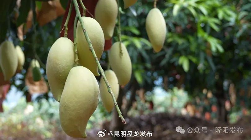 昆明盘龙发布