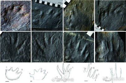 京郊发现泛大陆东缘已知最早的四足动物足迹