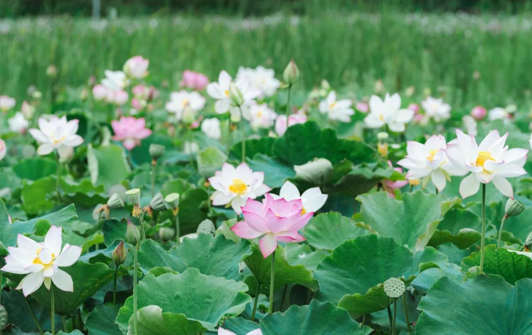 晋宁诗意的栖居地