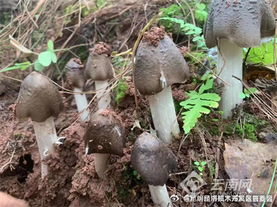 昆明经济技术开发区管委会