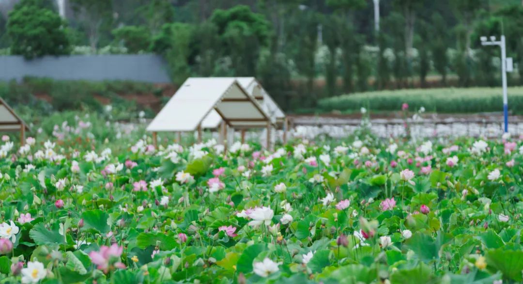 晋宁诗意的栖居地