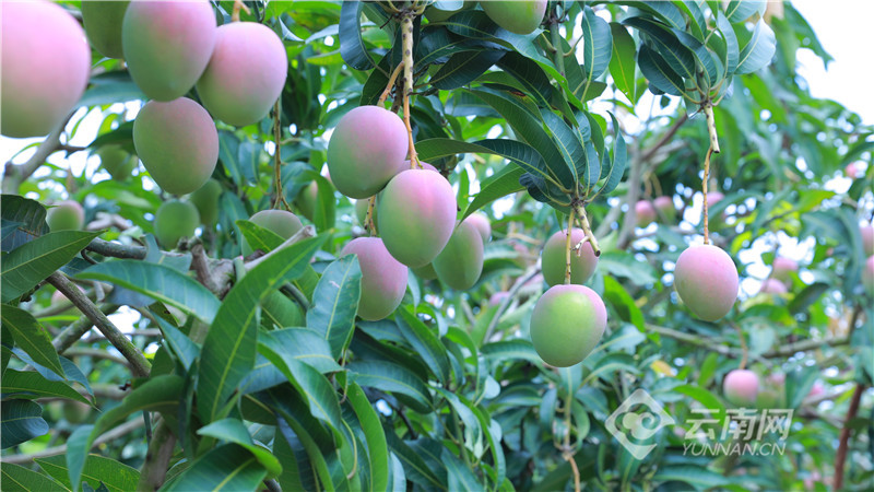 云南省文化和旅游厅