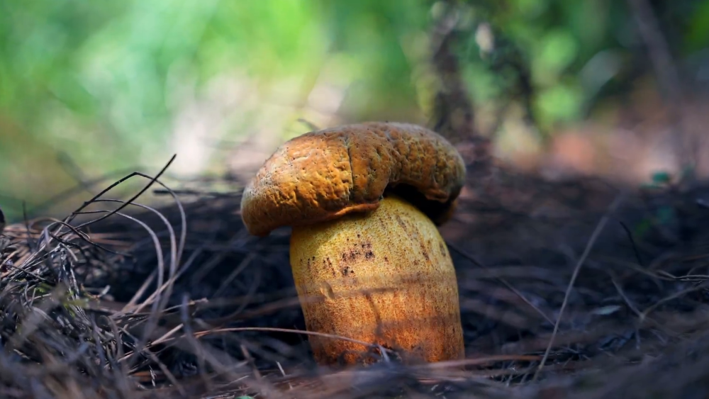 云南省文化和旅游厅