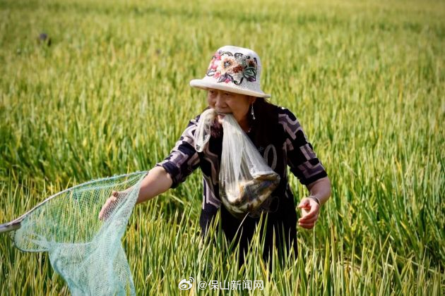保山新闻网
