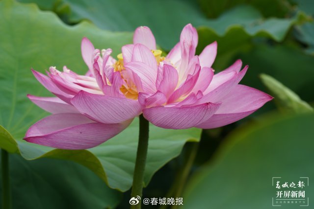 春城晚报