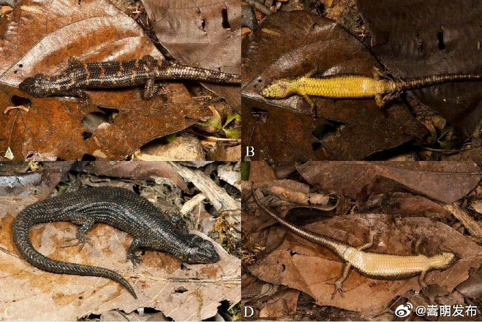 云南文山发现一新物种——招龙棱蜥