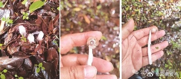 大理南涧发现球果假沙晶兰