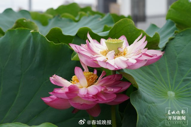春城晚报