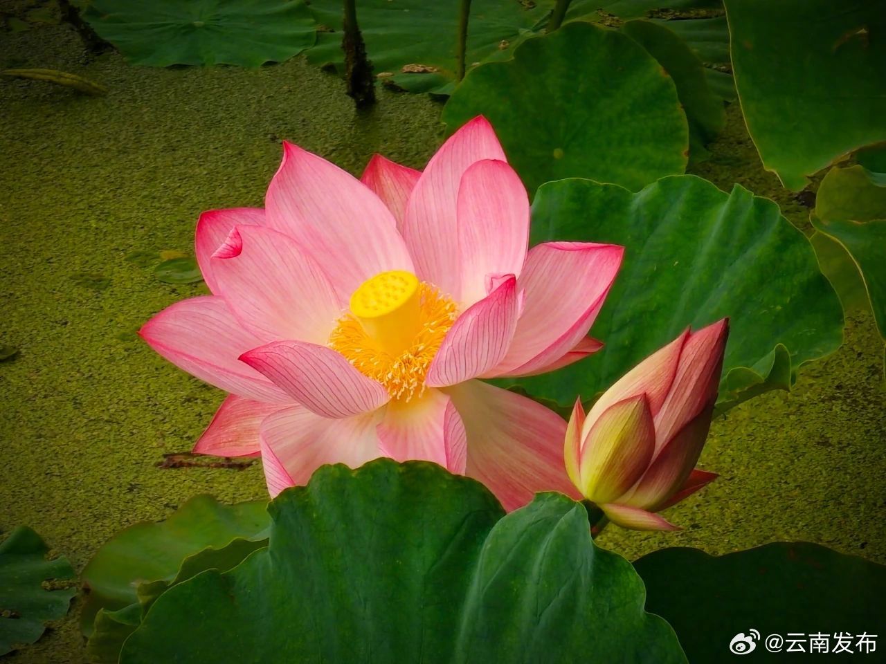 云南发布